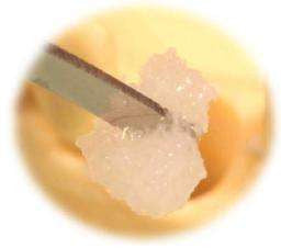 Ossif-i Sem Sponge Filler